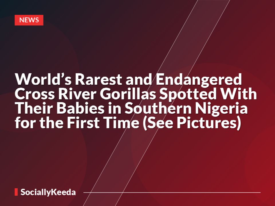 World’s Rarest and Endangered Cross River Gorillas Spotted With Their Babies in Southern Nigeria for the First Time (See Pictures)