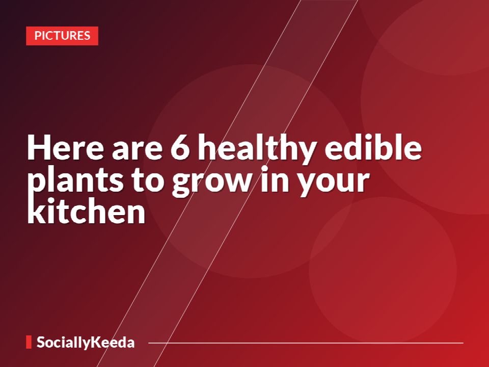 Here are 6 healthy edible plants to grow in your kitchen