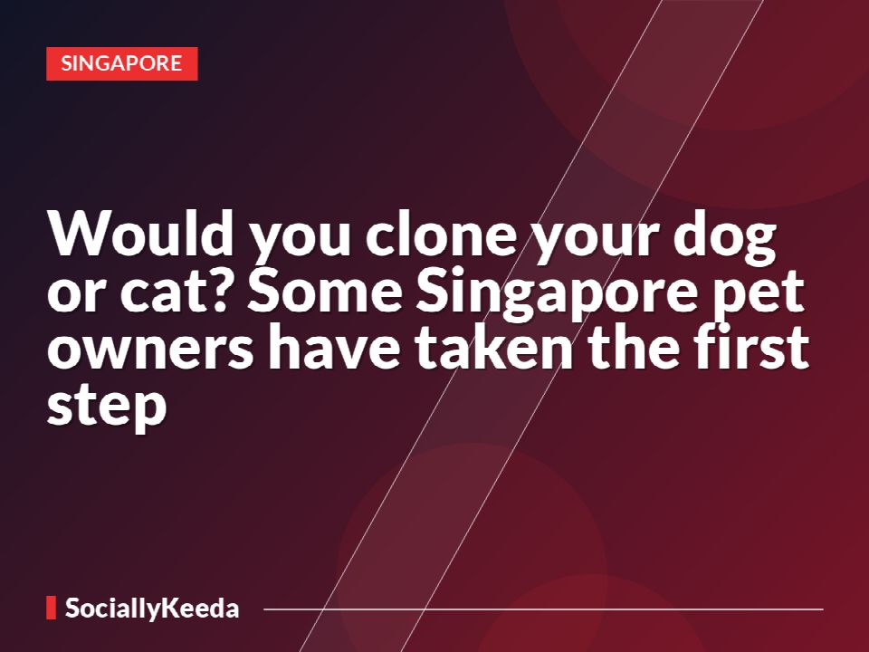 Would you clone your dog or cat? Some Singapore pet owners have taken the first step