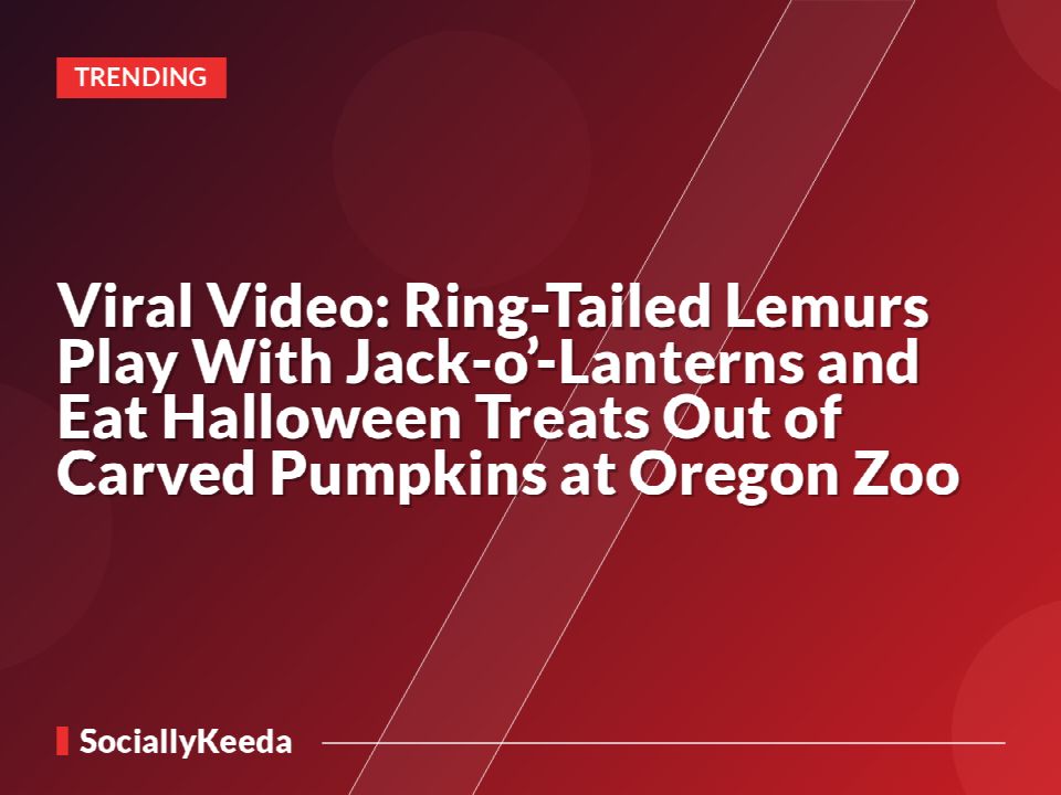 Viral Video: Ring-Tailed Lemurs Play With Jack-o’-Lanterns and Eat Halloween Treats Out of Carved Pumpkins at Oregon Zoo
