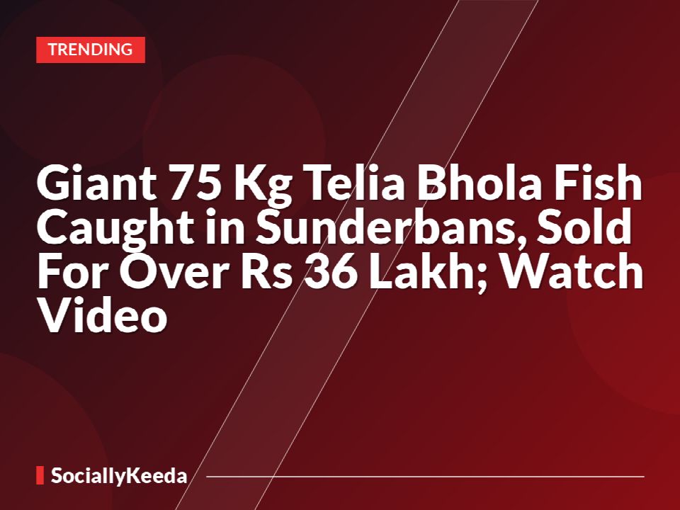 Giant 75 Kg Telia Bhola Fish Caught in Sunderbans, Sold For Over Rs 36 Lakh; Watch Video