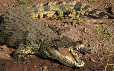Crocodile vs Alligator; Here Are The Differences Between The Two Reptiles