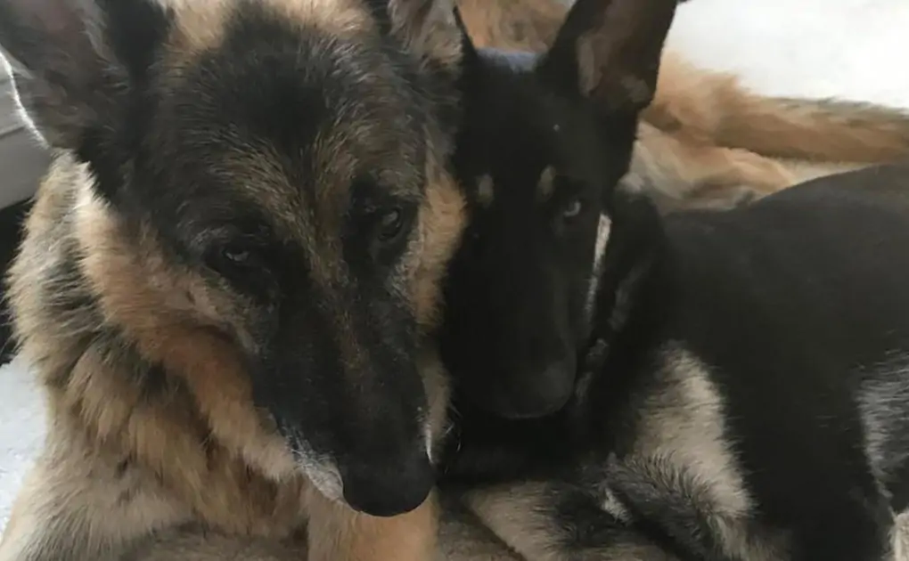 Joe Biden's German Shepherd dog has aggressive incident and is sent back to Delaware
