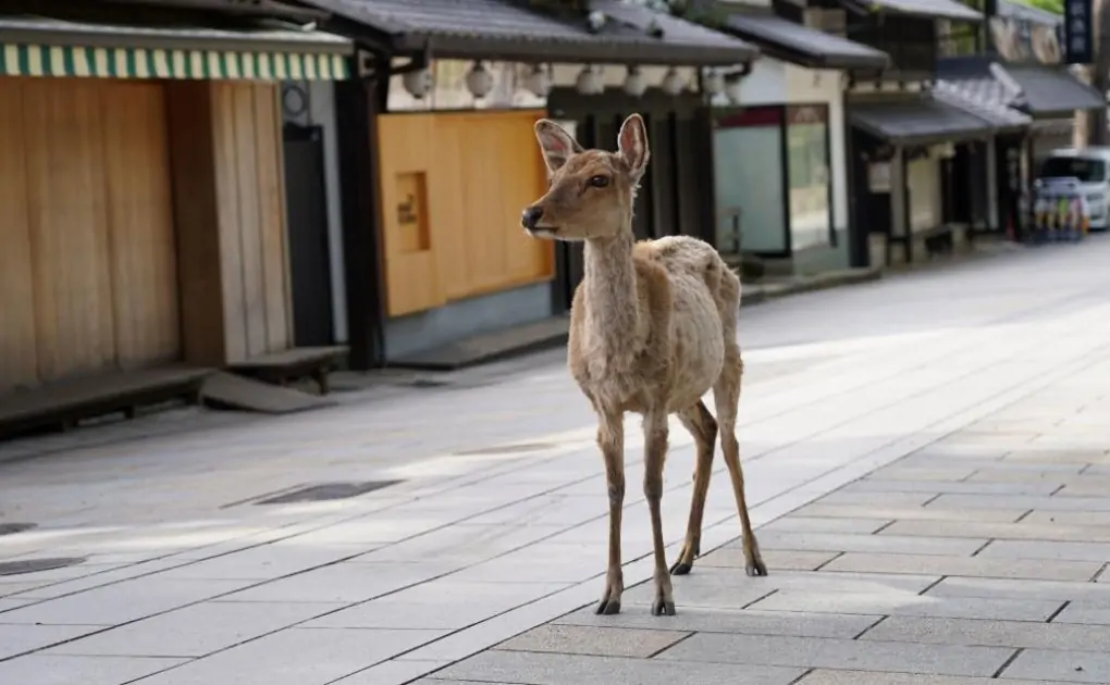 Japanese man invents 'edible' plastic bag alternative to save Nara's sacred deer