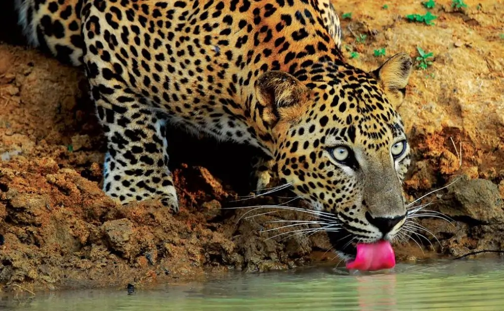 Sri Lanka's leopards are under threat, but this woman is determined to save them