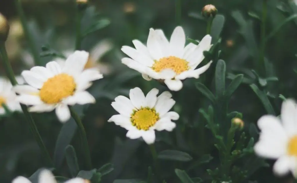 shallow focus photograph of daisy flower