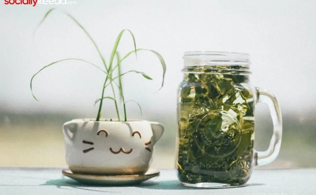 Understanding Kratom,,,,,,,,,,,,