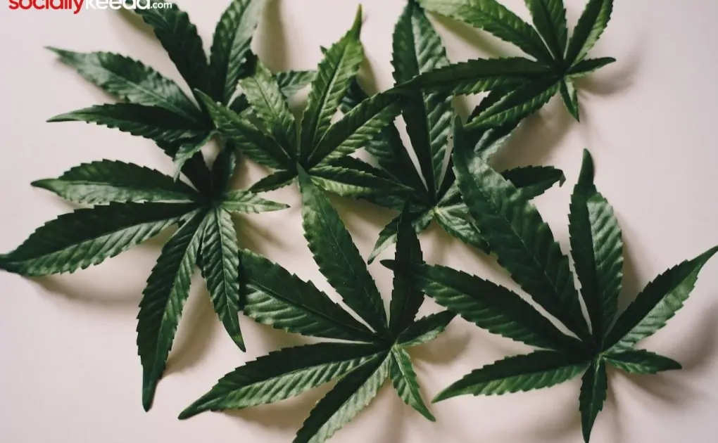 Exploring the Intersection of CBD and Bioenergy
