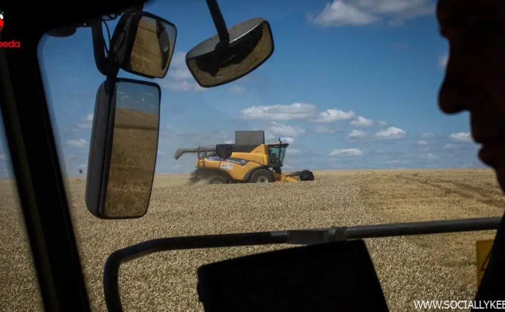 War, Climate Change, Energy Costs: How the Wheat Market Has Been Upended