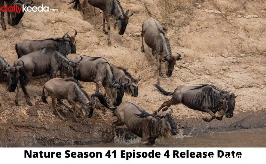 Nature Season 41 Episode 4 Release Date and Time, Countdown, When Is It Coming Out?
