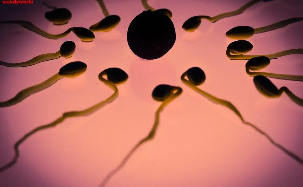 How can you increase the sperm count?