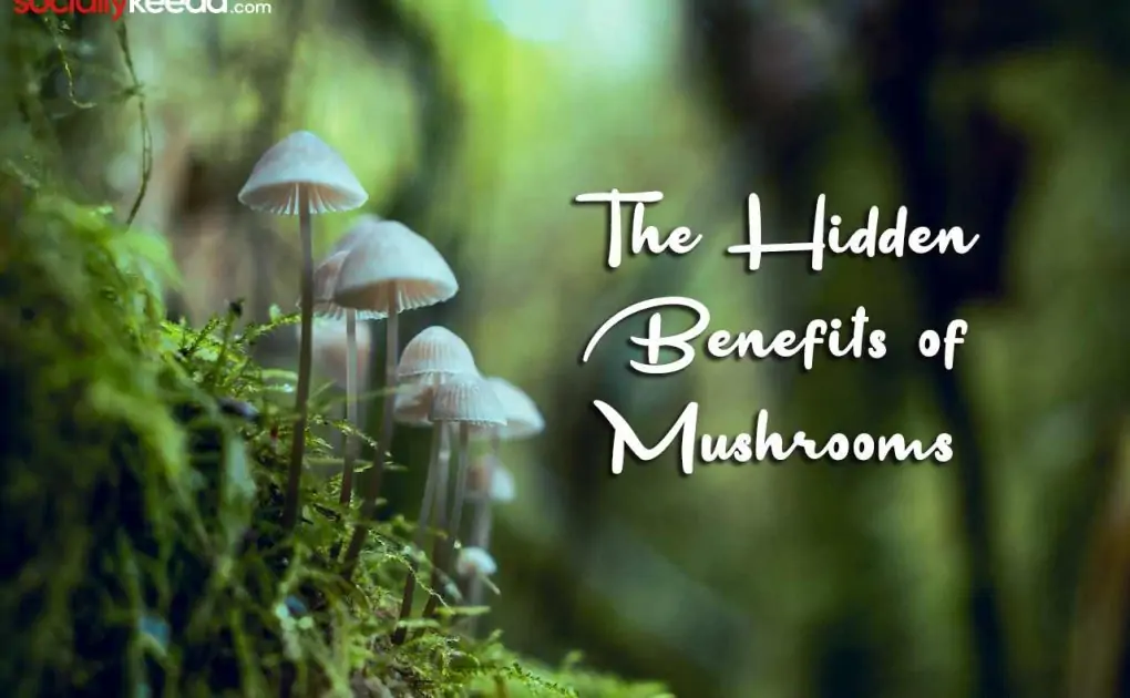 The Hidden Benefits of Mushrooms