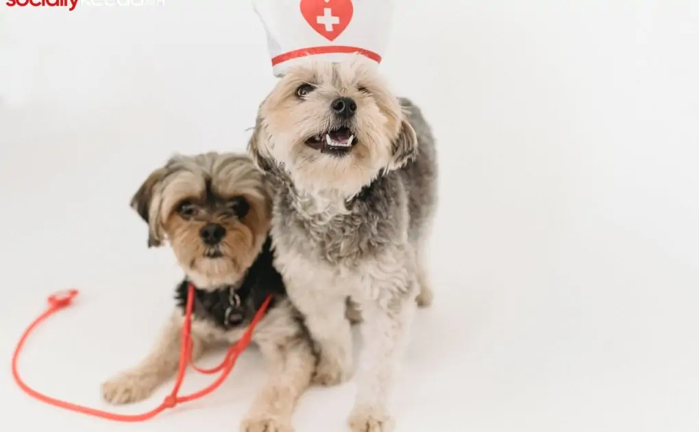 Pet Insurance
