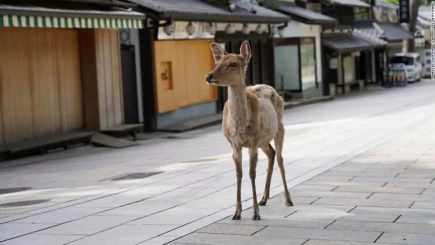 Japanese man invents 'edible' plastic bag alternative to save Nara's sacred deer