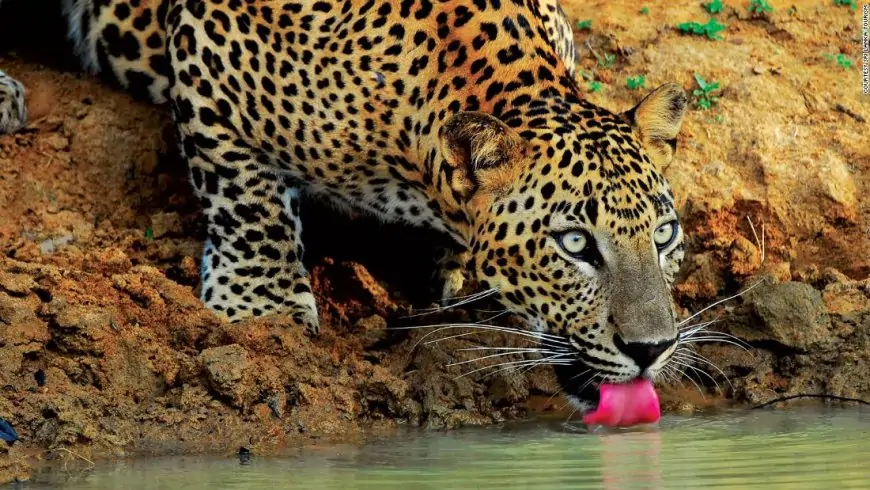 Sri Lanka's leopards are under threat, but this woman is determined to save them