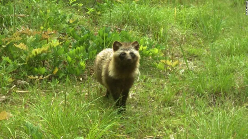 Wildlife flourishing in uninhabited areas around Fukushima