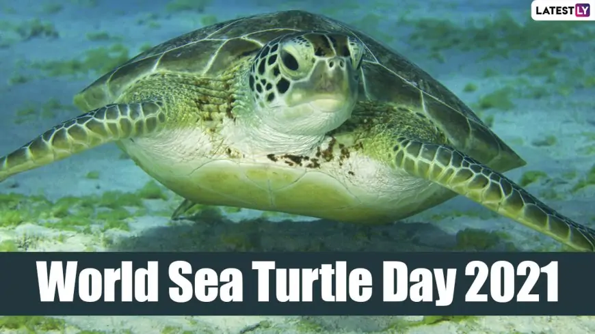 World Sea Turtle Day 2021: Know Date, History and Significance of the Day That Raises Awareness About Protecting Turtles