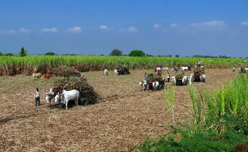 Sustainable Growth On Agenda With Push For Technology, Chemical-Free Farming