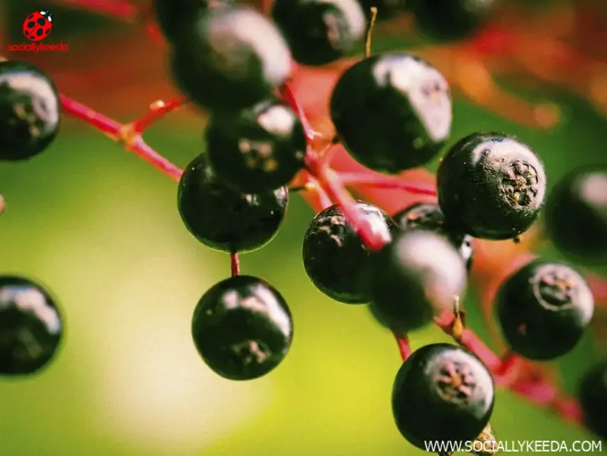 Benefits and Ways of adding Elderberry to your Everyday Life!  