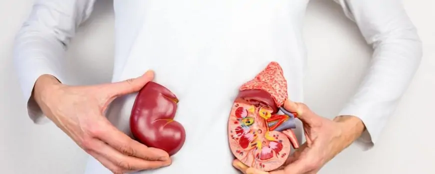 Single Kidney: सिंगल किडनी के साथ लाइफस्टाइल कैसी होनी चाहिए?