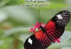 Butterfly Love Quotes in Hindi, Butterfly Status in Hindi
