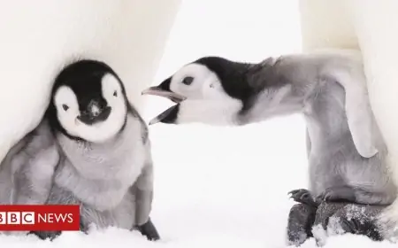 Documenting emperor penguins in Antarctica