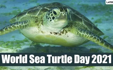 World Sea Turtle Day 2021: 5 Super Interesting Facts About Sea Turtles To Raise Awareness About The Importance To Protecting These Endangered Species