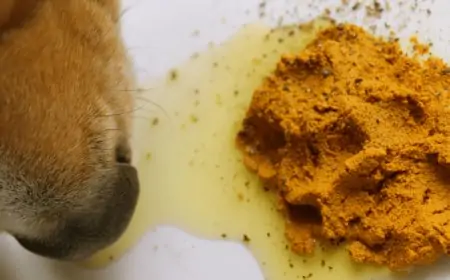 Should you give your dog natural supplements?