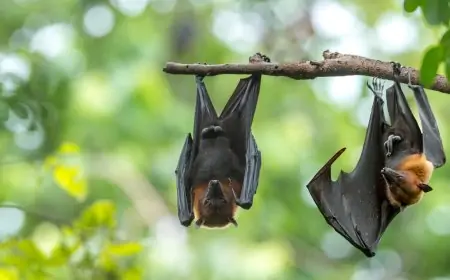 Nipah virus in Maharashtra; How is the virus transmitted? What are the signs? Everything you need to know
