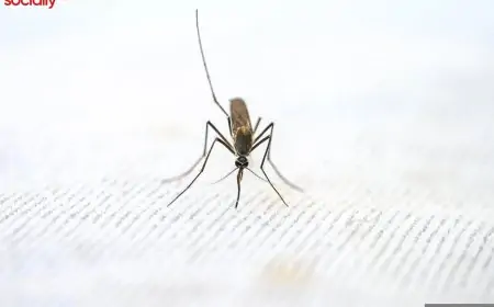 The Importance of World Malaria Day: Saving Lives, Building a Better Future