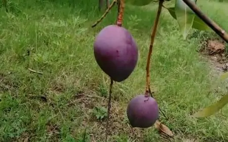 Madhya Pradesh: Couple Deploys 4 Guards, 6 Dogs to Protect 2 Trees of World's Most Expensive Miyazaki Mangoes in Jabalpur