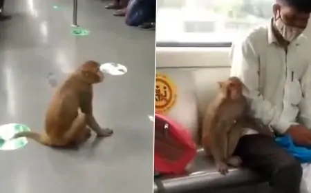 Monkey Takes Ride With Passenger in Delhi Metro, Video Goes Viral