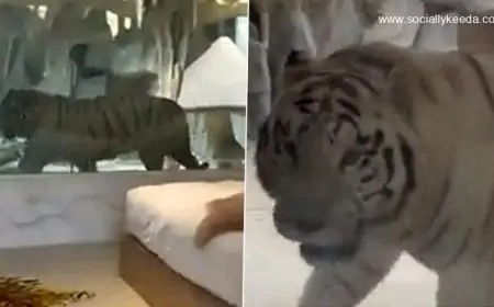 Tiger Room in A Hotel in China's Nantong Sparks Debate Online, Property Shut (Watch Video) Tiger Room in A Hotel in China's Nantong Sparks Debate Online, Property Shut (Watch Video)