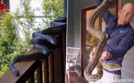 Australian Family Finds 4 Giant Carpet Pythons Slithering Around Their Porch, Seemingly Looking to Mate; Watch Viral Video