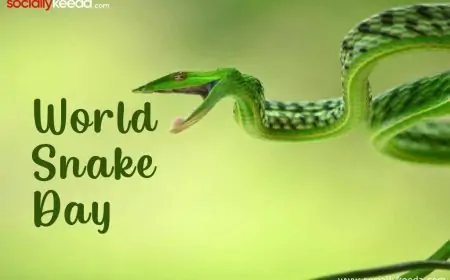 World Snake Day 2024 Quotes, Images, Status, Meme, and WhatsApp Status Video to Download