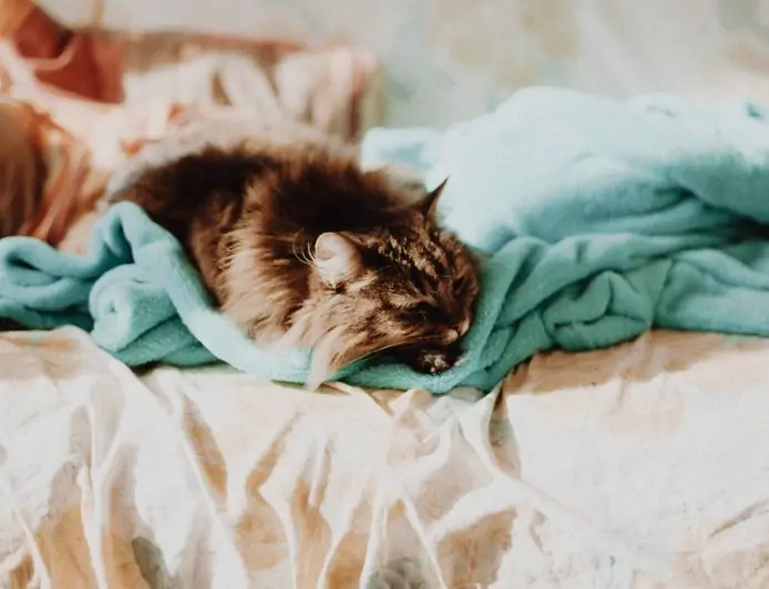 Kentucky's COVID Cases to Fall, Governor Says