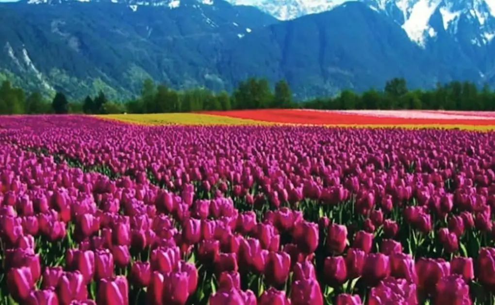 Kashmir's Tulip Festival 2021 Dates, Travel Tips & Itinerary: Everything You Want to Know About the Beautiful Celebration of Spring Arrival at Indira Gandhi Memorial Tulip Garden