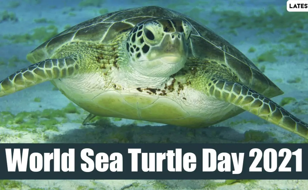 World Sea Turtle Day 2021: 5 Super Interesting Facts About Sea Turtles To Raise Awareness About The Importance To Protecting These Endangered Species