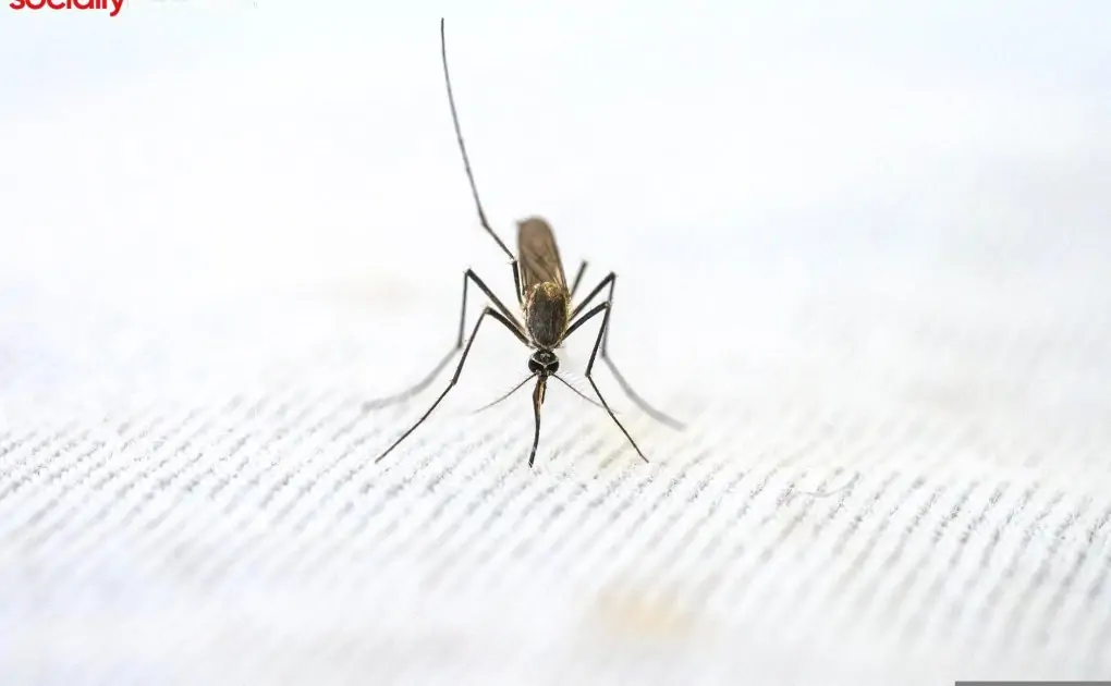 close up view of mosquito