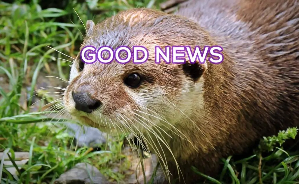 Sh!tty day? Here are 10 uplifting News stories plus OTTERS! (20 Photos/GIFs)