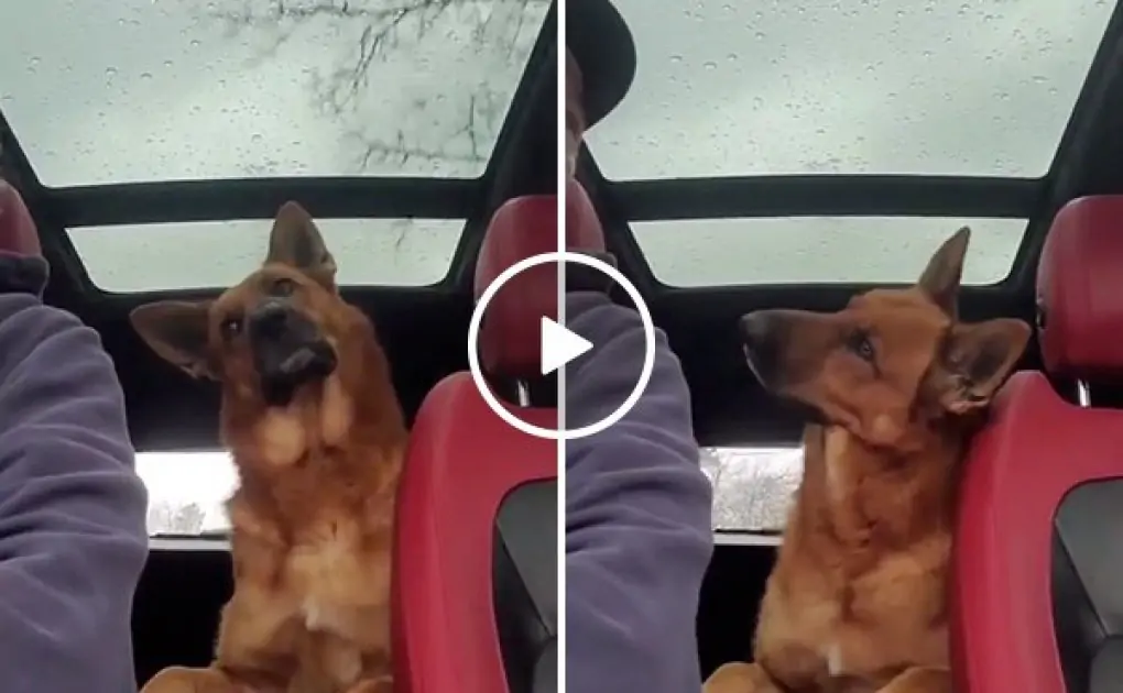 The rain has received this good boy very confused (Video)