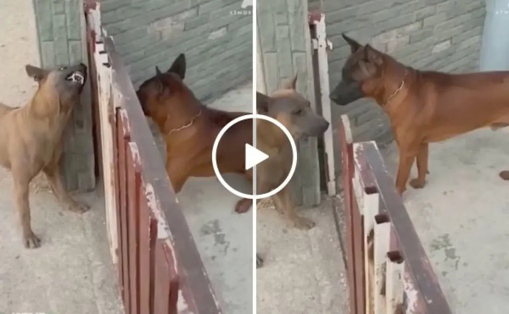 That is precisely what arguing over the web is like (Video)