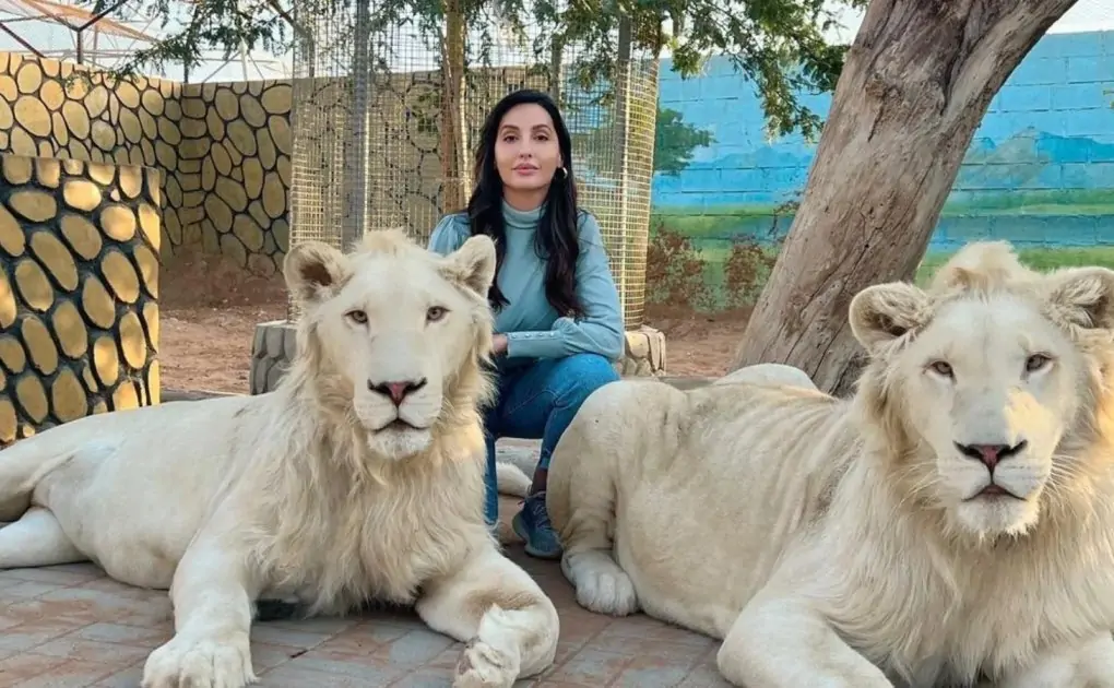 Nora Fatehi Poses with Two Beautiful White Lions in Dubai, Fans Call Her 'Sherni'