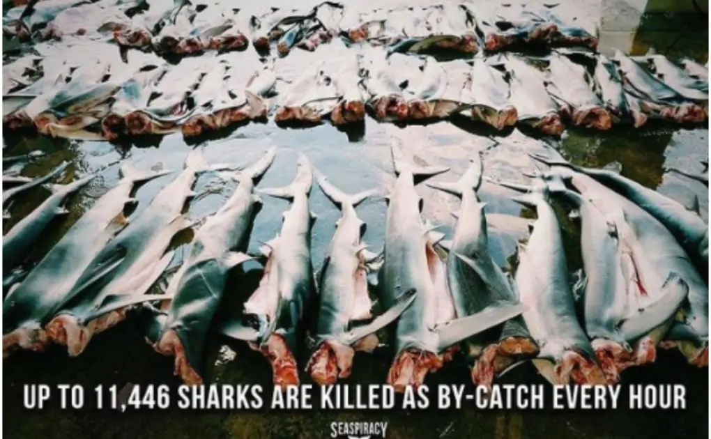 Think Seaspiracy Is Thought Provoking? Check Out These 5 Films Next