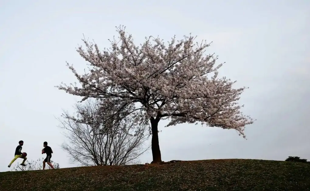 Photos: Cherry Blossoms bloom early in Japan as climate warms