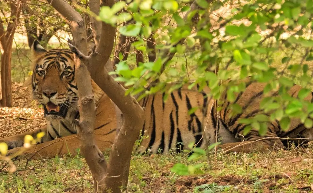 Photos: Step into India’s private forests
