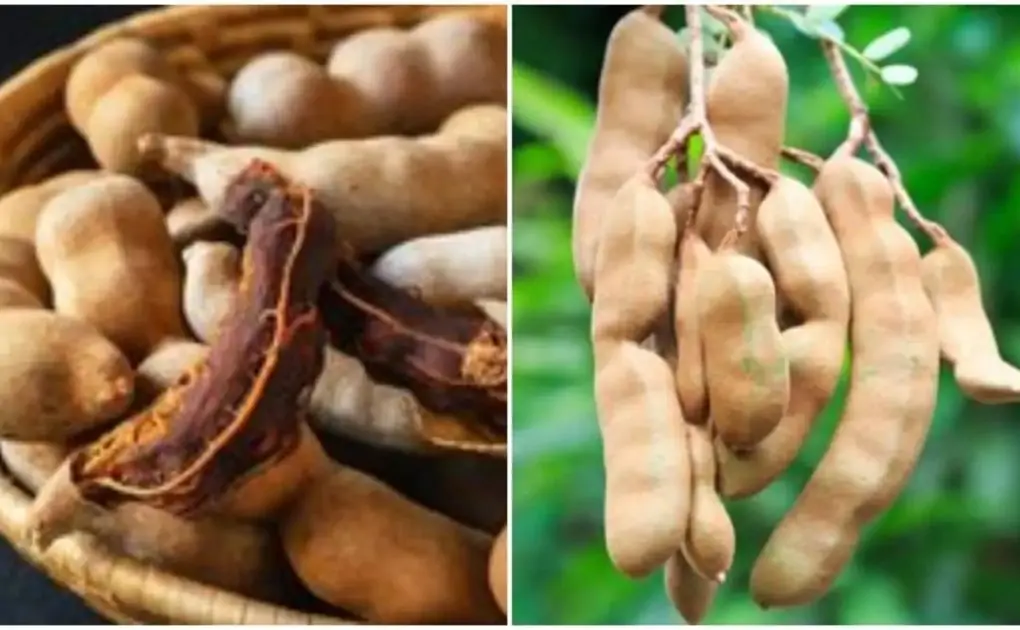 Know the amazing health benefits of having tamarind every day