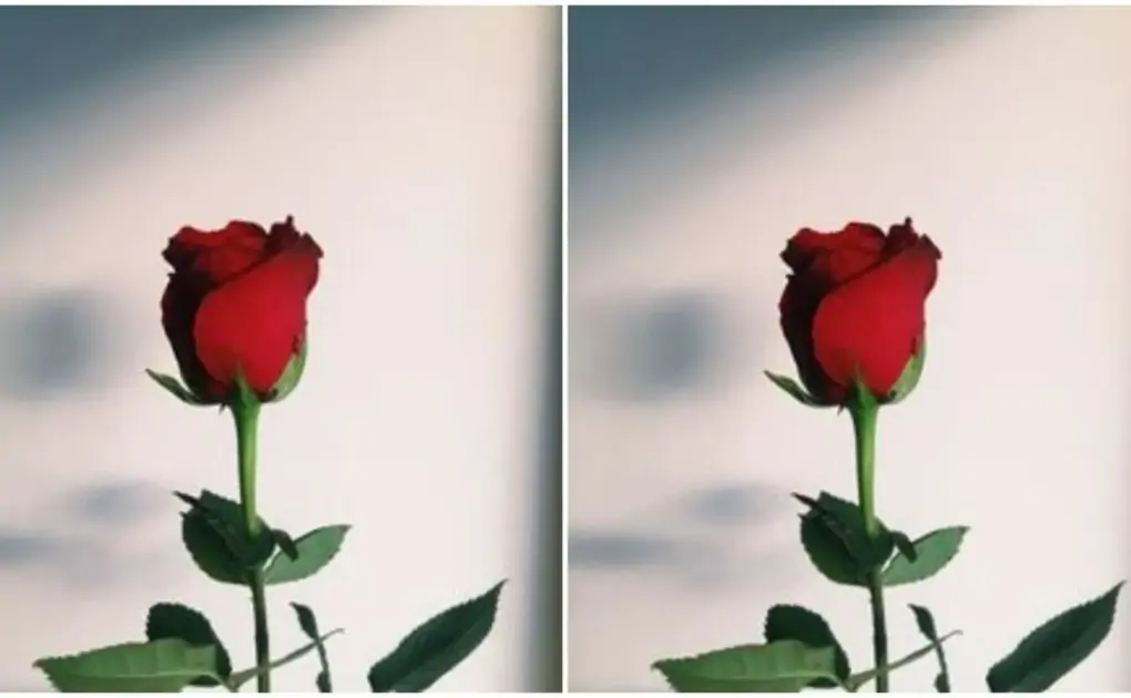 Rose day 2023: Know the color of the rose and its meaning