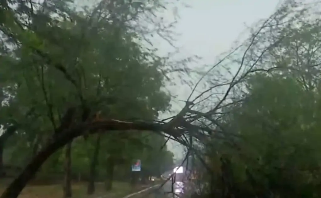 Trees uprooted, roads blocked as rain, thunderstorm slam Delhi: In pics