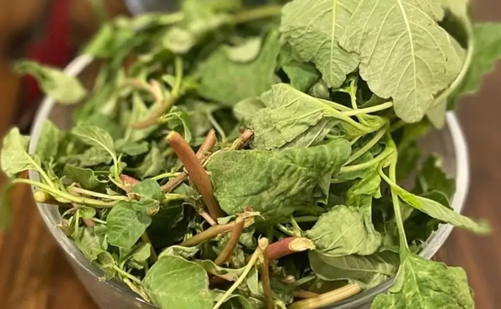 Amazing health benefits of amarnath or chaulai